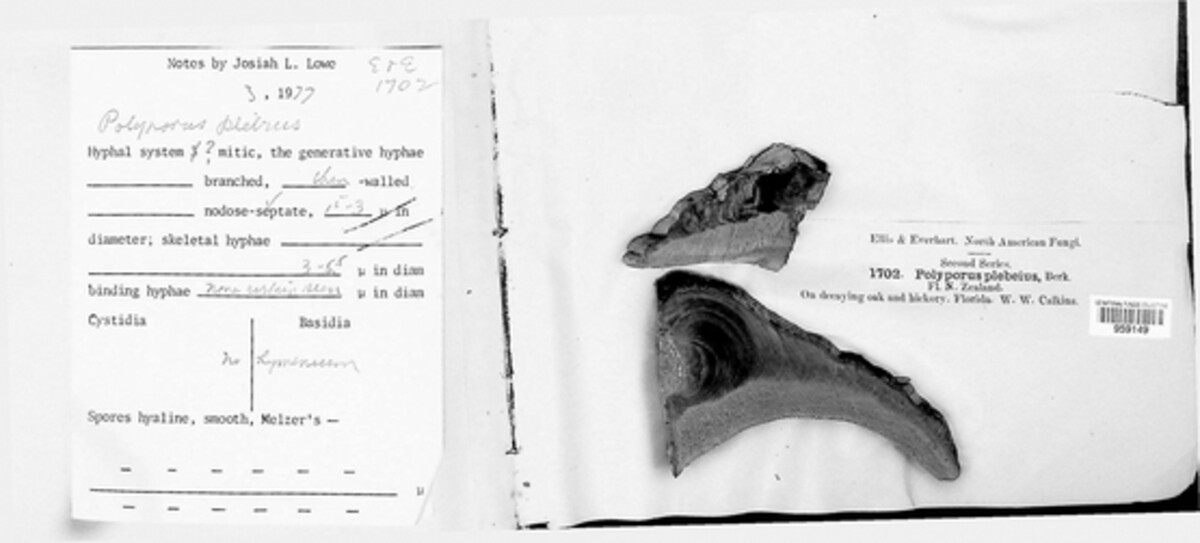 Polyporus plebeius image